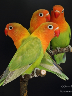 Pfirsichköpfchen-pastellgrün,  Agapornis-fischeri