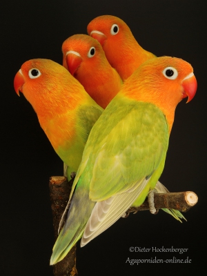 Pfirsichköpfchen-pastellgrün,  Agapornis-fischeri