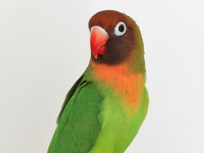 Rußkoepfchen-VZE-Gruppensieger-2016-02