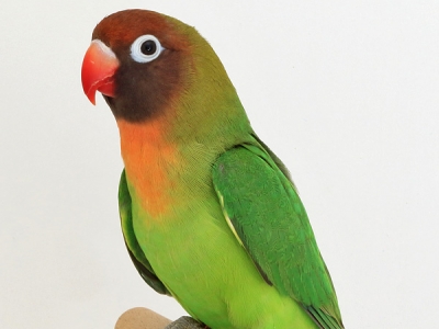 Rußkoepfchen-VZE-Gruppensieger-2016-03