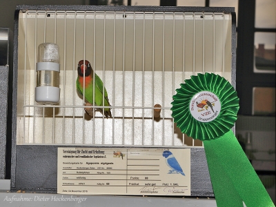 Rußkoepfchen-VZE-Gruppensieger-2016