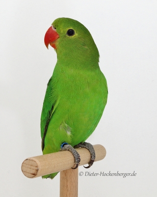 Gruppe 1-1. Platz-Carsten-Körner-AT-1-Bergpapagei-Agapronis-taranta-94 Punkte-Käfig Nr. 118