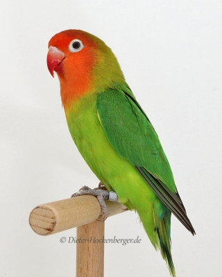 Gruppe 2-1.Platz-Reinhard-Kahle-APL-1-Erdbeerköpfchen-Agapornis-lilianae-wildfarbig-92 Punkte-Käfig Nr. 100