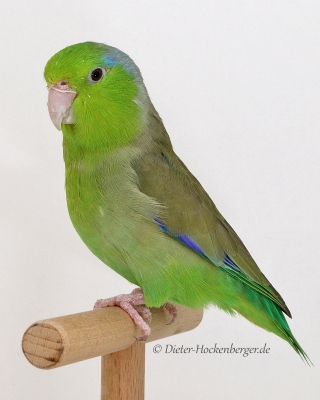 Gruppe 3-1.Platz-Günther-Mehlhorn-FCL-1-Blaugenick-Sperlingspapagei-wildfarbig-94 Punkte-Käfig Nr. 145