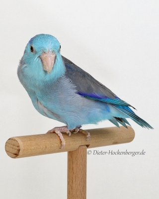 Gruppe 4-1.Platz-Günther-Mehlhorn-FCL-M-Blaugenick-Sperlingspapageien-Mutation-94 Punkte-Käfig Nr. 146