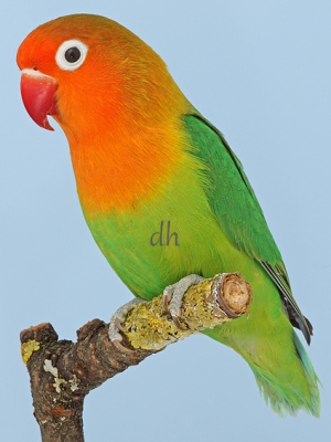 VZE-Vogelwelt-2019-01, Pfirsichköpfchen, Agapornis fischeri