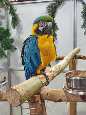 VZE-Vogelwelt-2020-02, Gelbbrustara, Ara ararauna