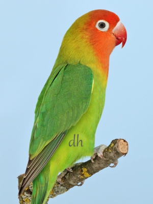 VZE-Vogelwelt-2022-03, Erdbeerköpfchen, Agapornis lilianae