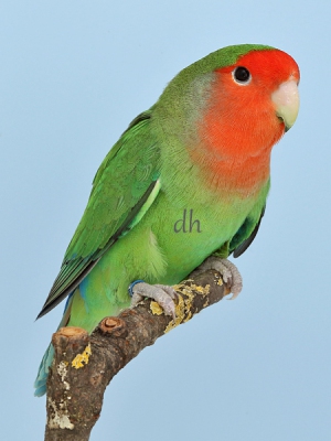VZE-Vogelwelt-2022-12, Rosenköpfchen, Agapornis roseicollis