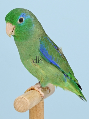 VZE-Vogelwelt-2024-01 Augenring-Sperlingspapagei