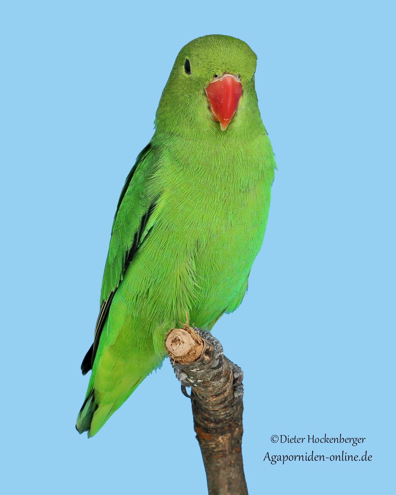 AGZ‑Europasieger 2026: Agapornis taranta als Siegerportrait.