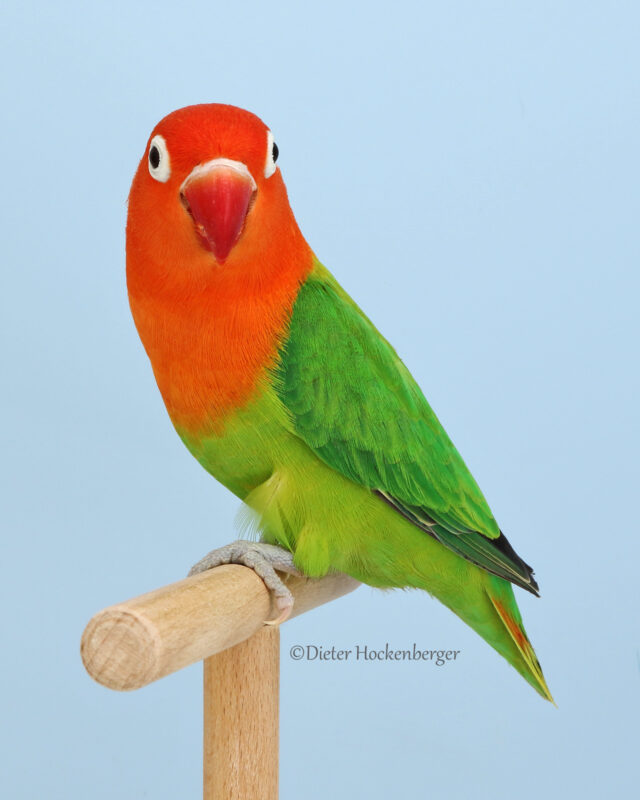 Europasieger Agapornis Mutationen Agapornis fischeri grün opalin