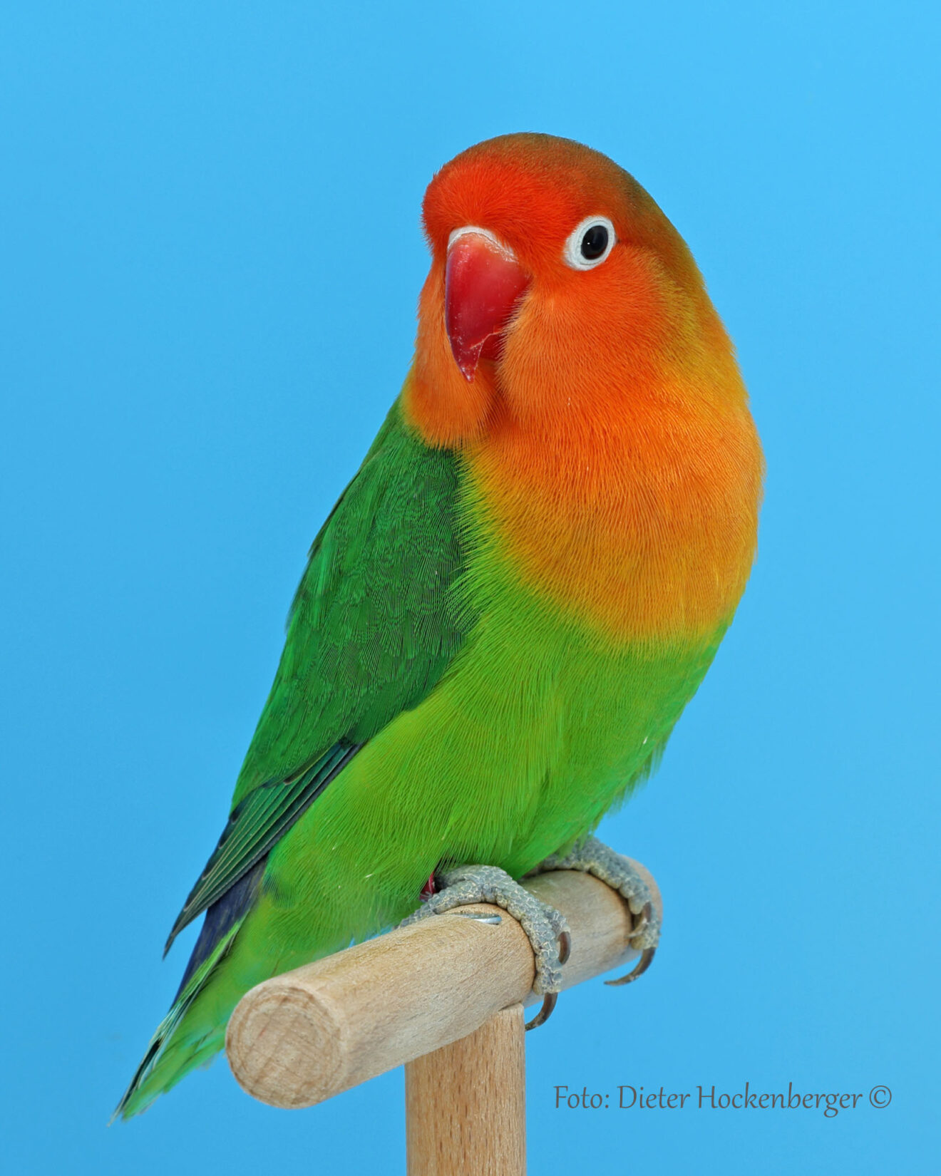Landessieger Agapornis-Forpus: