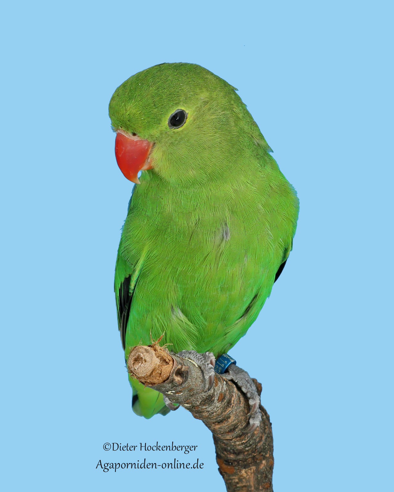 AGZ‑Europasieger 2026 Vierer‑Stämme B‑Vogel: weiblicher Agapornis taranta (Bergpapagei).