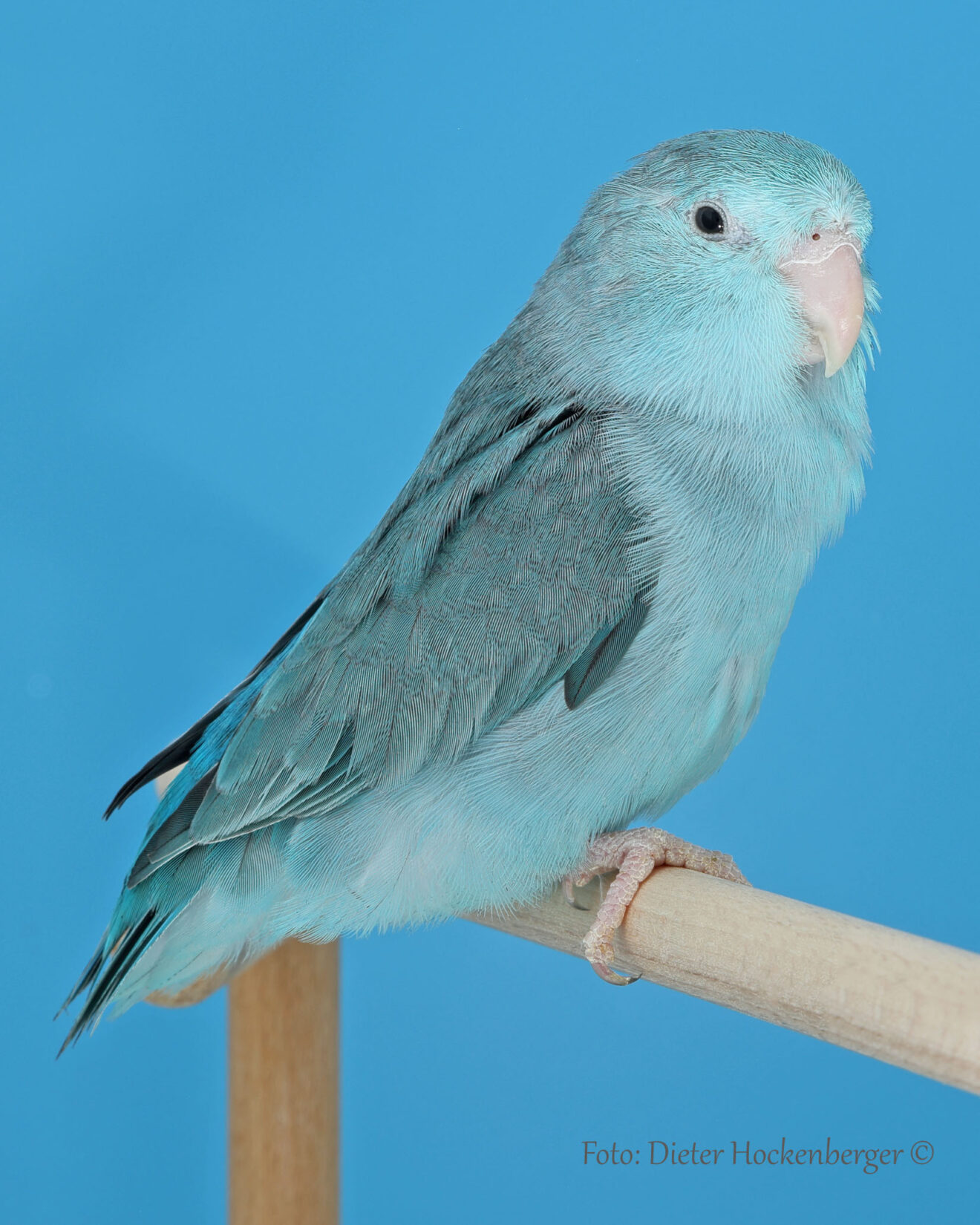 Landesjugendsieger: Blaugenick-Sperlingspapagei Mutation blau