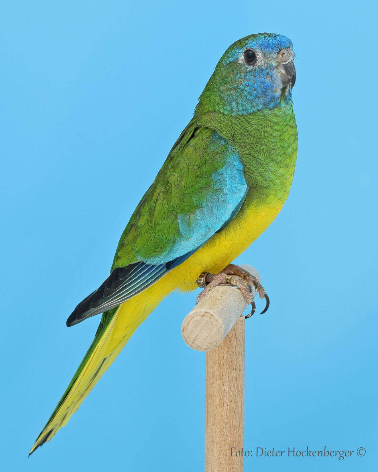 LGS-Neophemen: G. Feuchter mit Glanzsittich wildfarbig