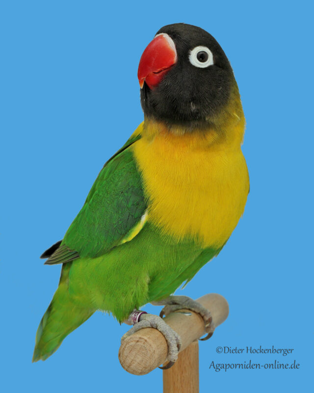 Ein Schwarzköpfchen (Agapornis personatus) sitzt aufrecht auf einer schmalen Stange vor einem ruhigen, blauen Hintergrund. Der schwarze Kopf und das leuchtende Gefieder heben sich deutlich ab.
