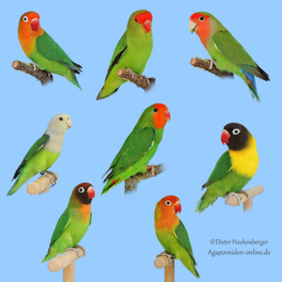 Agaporniden-Arten-Liebesvögel-Unzertrennliche