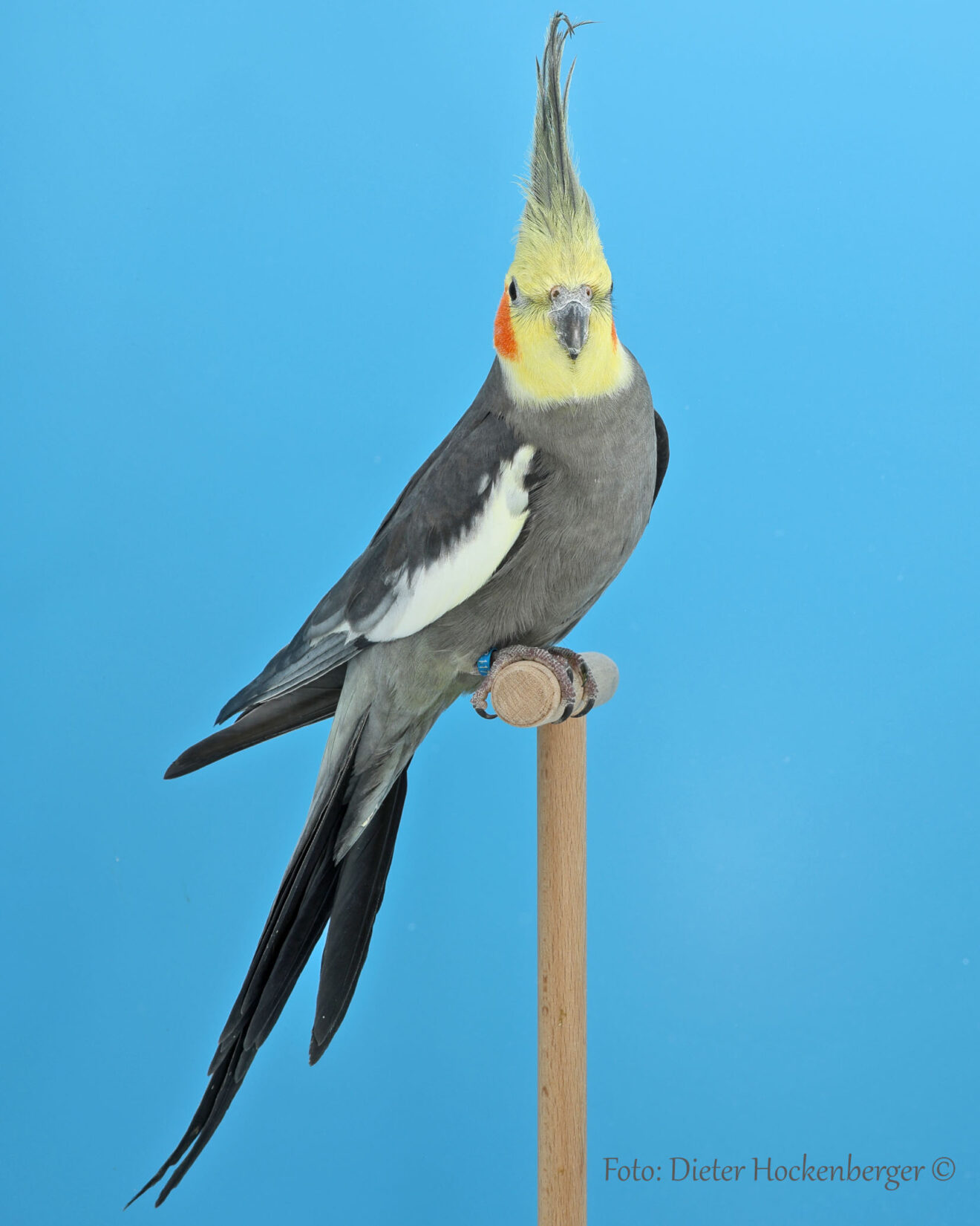 LGS-Nymphensittiche-Alexander-Schmid:mit-Nymphensittich-wildfarbig.
