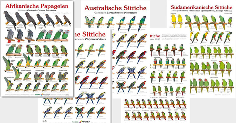 Poster über Sittiche und Papageien