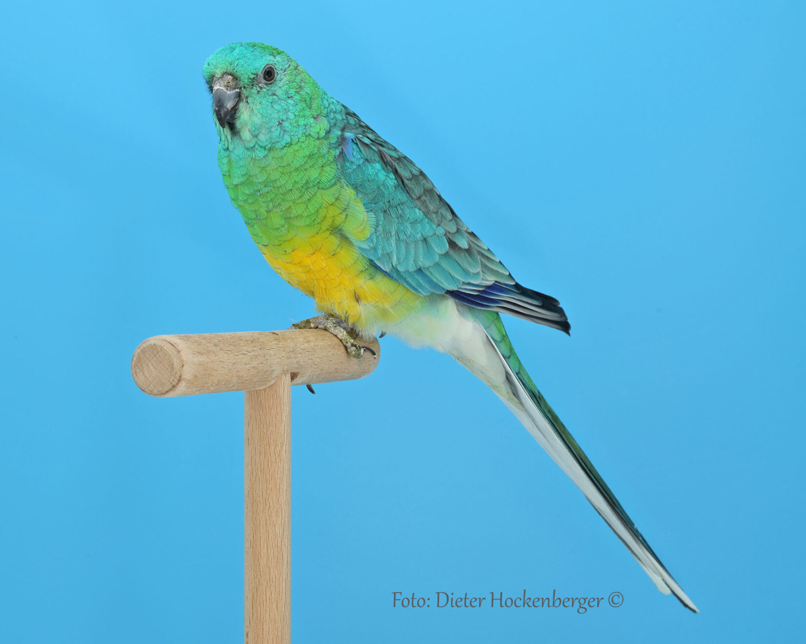 LGS-Psephotus- Alexander Schmid mit Singsittich wildfarbig