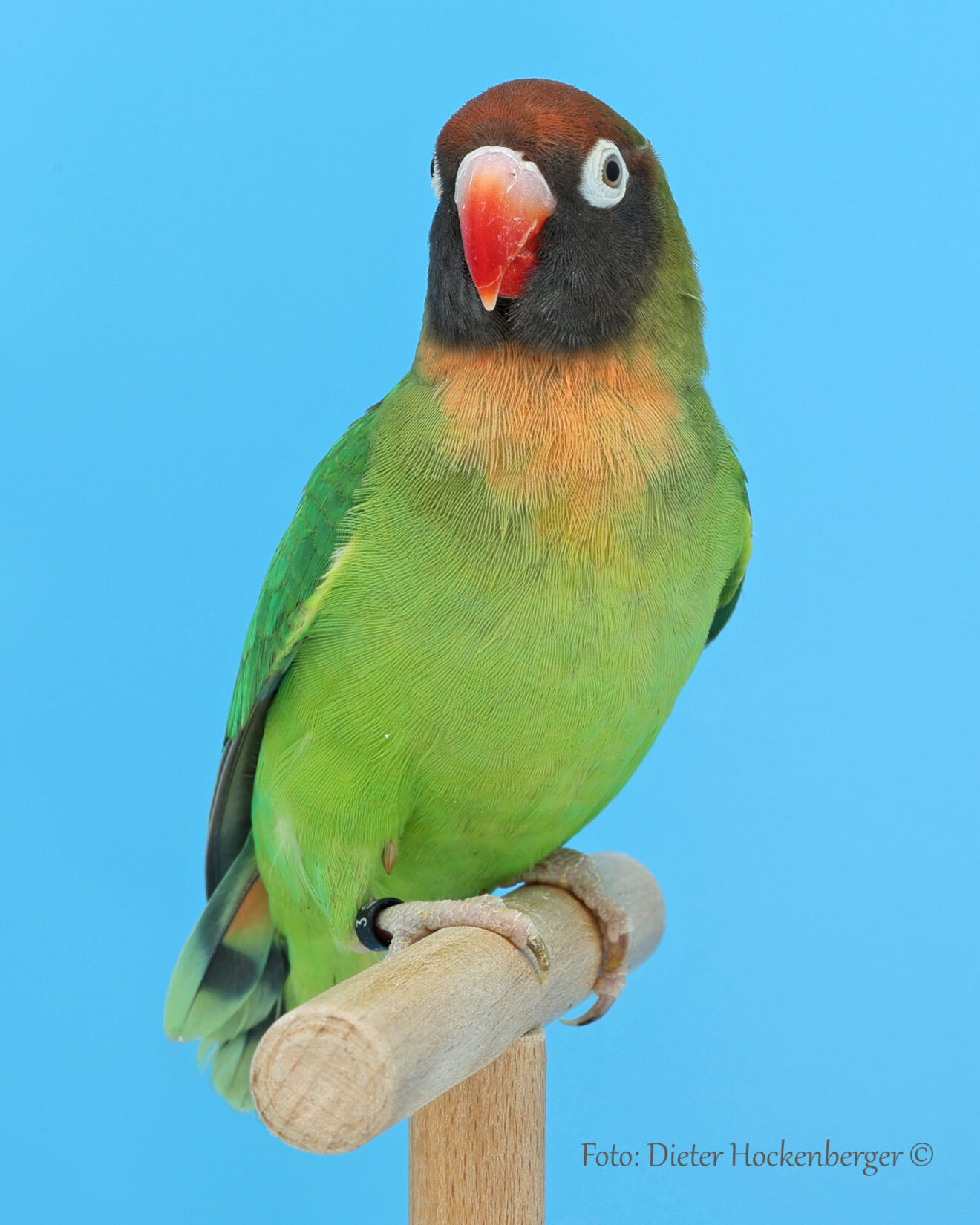 LGS-Agapornis verschiedene- P. Caputo mit Agapornis nigrigenis wildfarbig