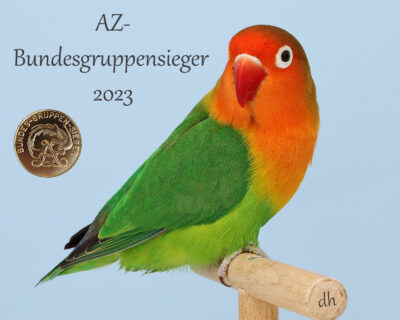 AZ-Bundesgruppensieger 2023 Agapornis fischeri Dieter Hockenberger mit Agapornis fischeri wildfarbig Pfirsichköpfchen. Aufnahme entstand auf der AZ-Bundesschau 2023 in Kassel.