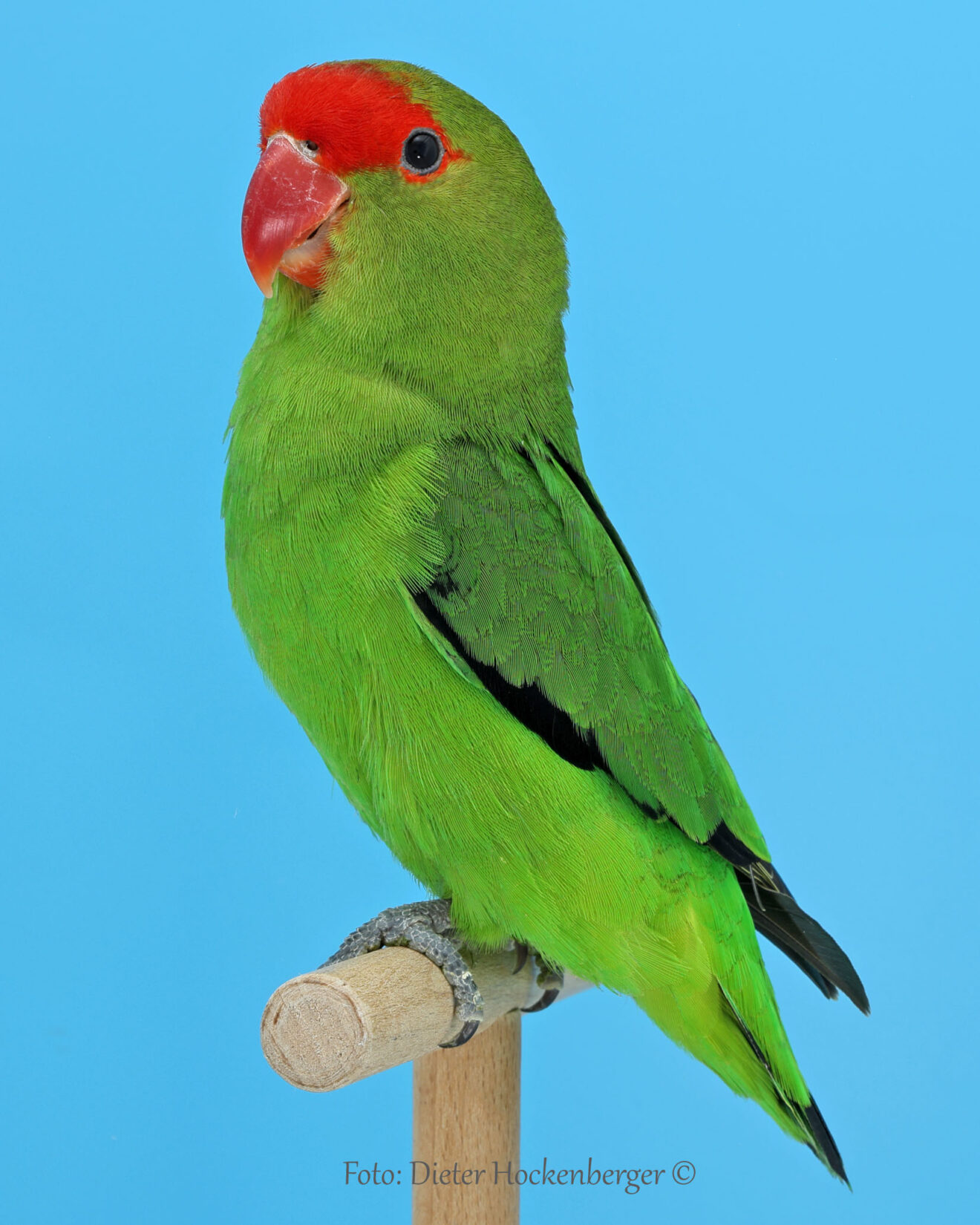 LGS-Agapornis taranta: Dieter Hockenberger mit Agapornis taranta wildfarbig