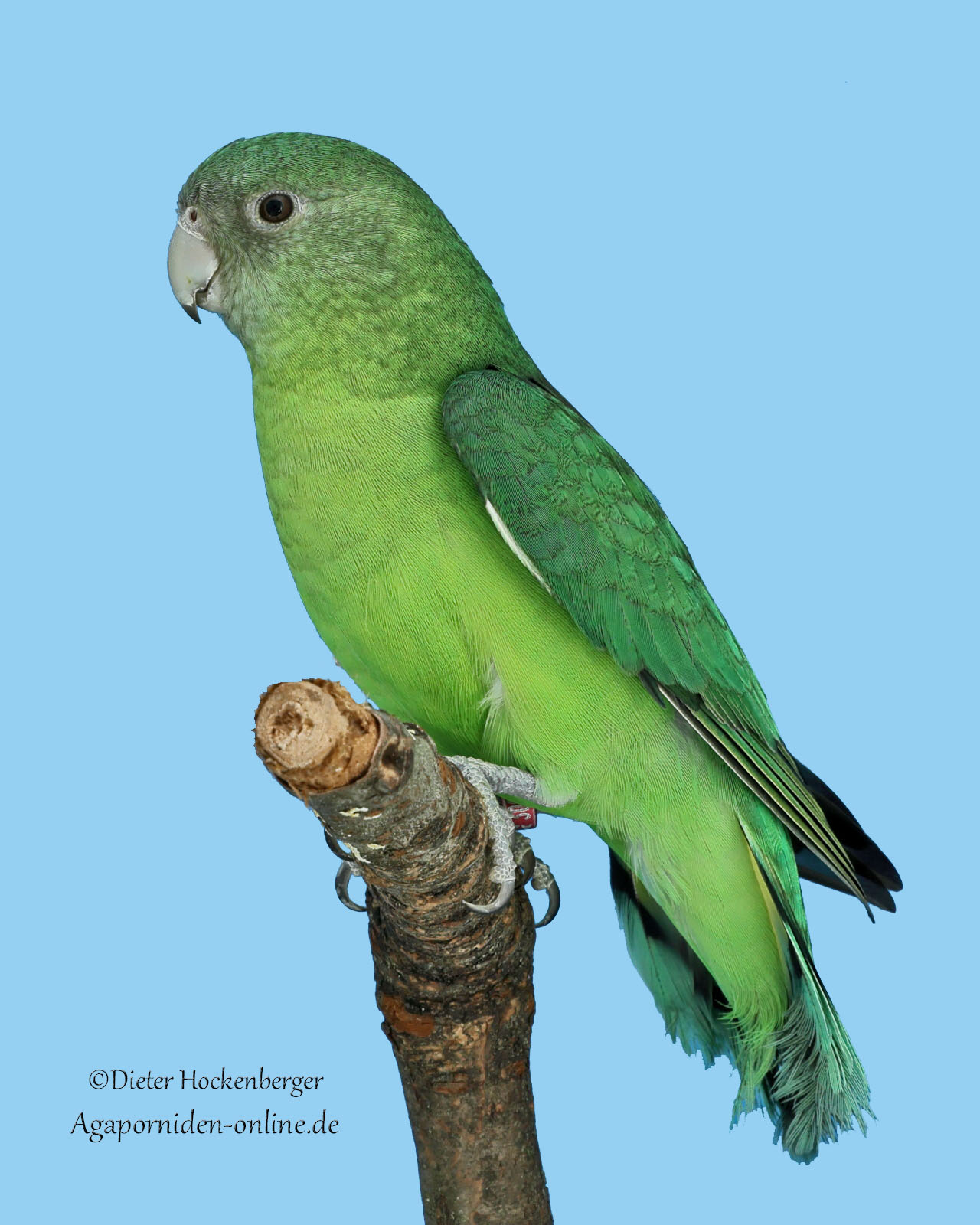 AGZ‑Europagruppensieger 2026: weibliches Grauköpfchen (Agapornis canus)