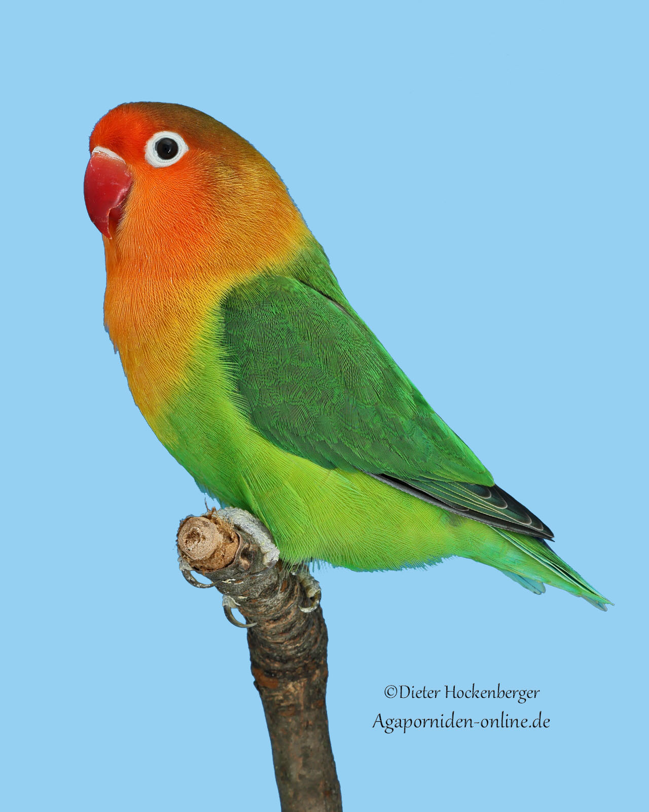 AGZ‑Europagruppensieger 2026: Agapornis fischeri aus der Zucht von Dieter Hockenberger
