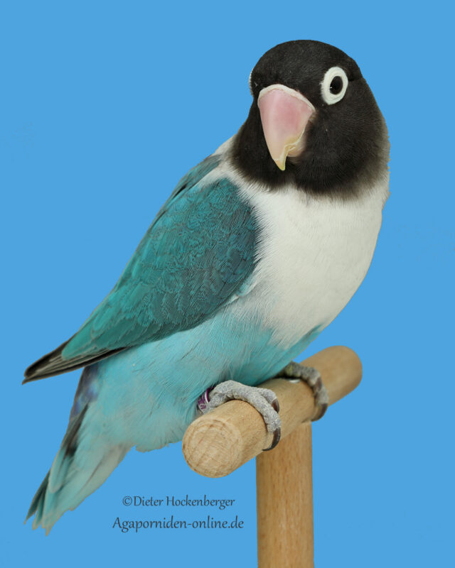 „Ein Schwarzköpfchen in der blauen Mutation sitzt auf einer Stange vor einem ruhigen, blauen Hintergrund. Das Gefieder zeigt kühle Blautöne mit kontrastierendem dunklem Kopf.