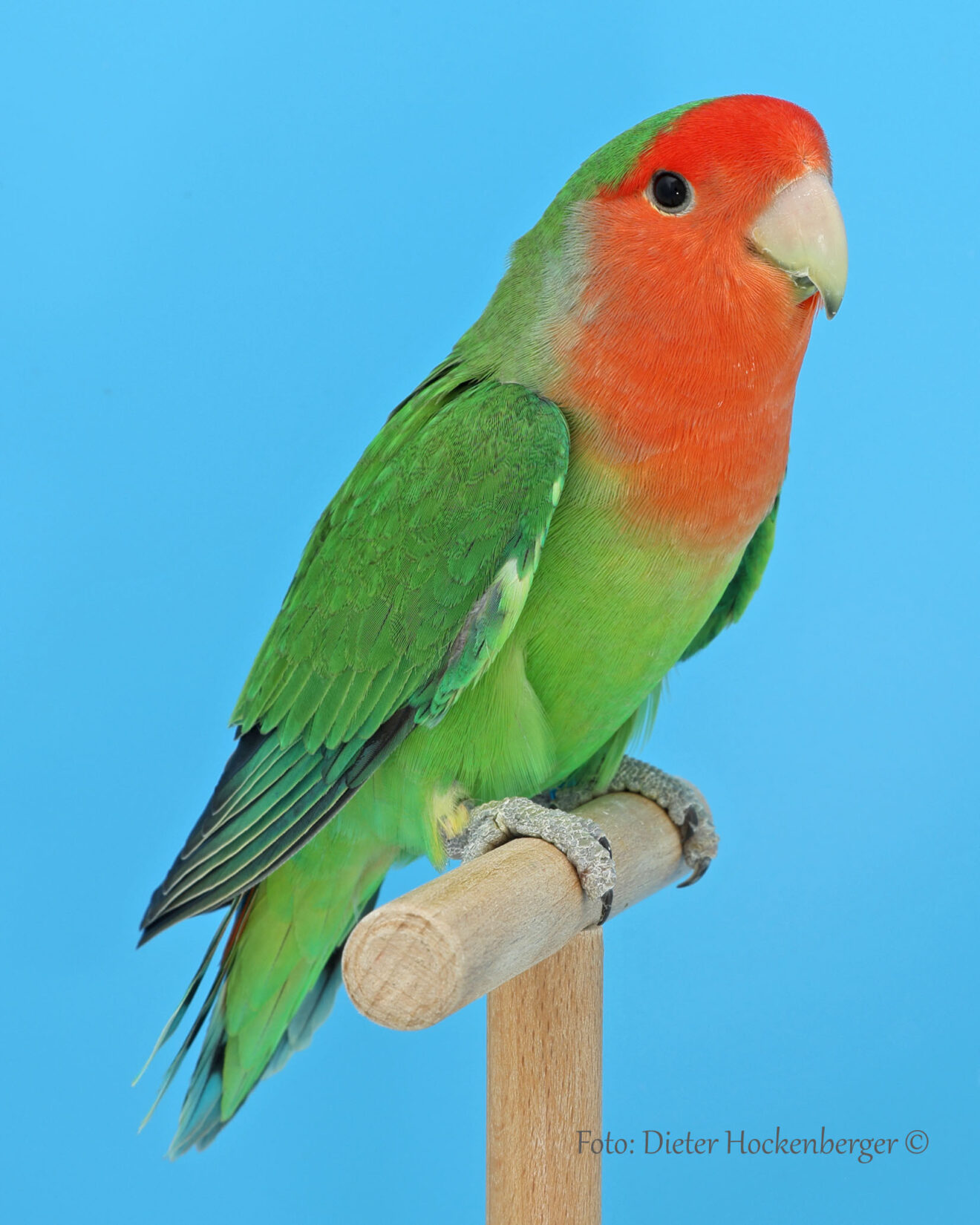 LGS-Agapornis roseicollis- Wilfried Hornung mit Agapornis roseicollis grün