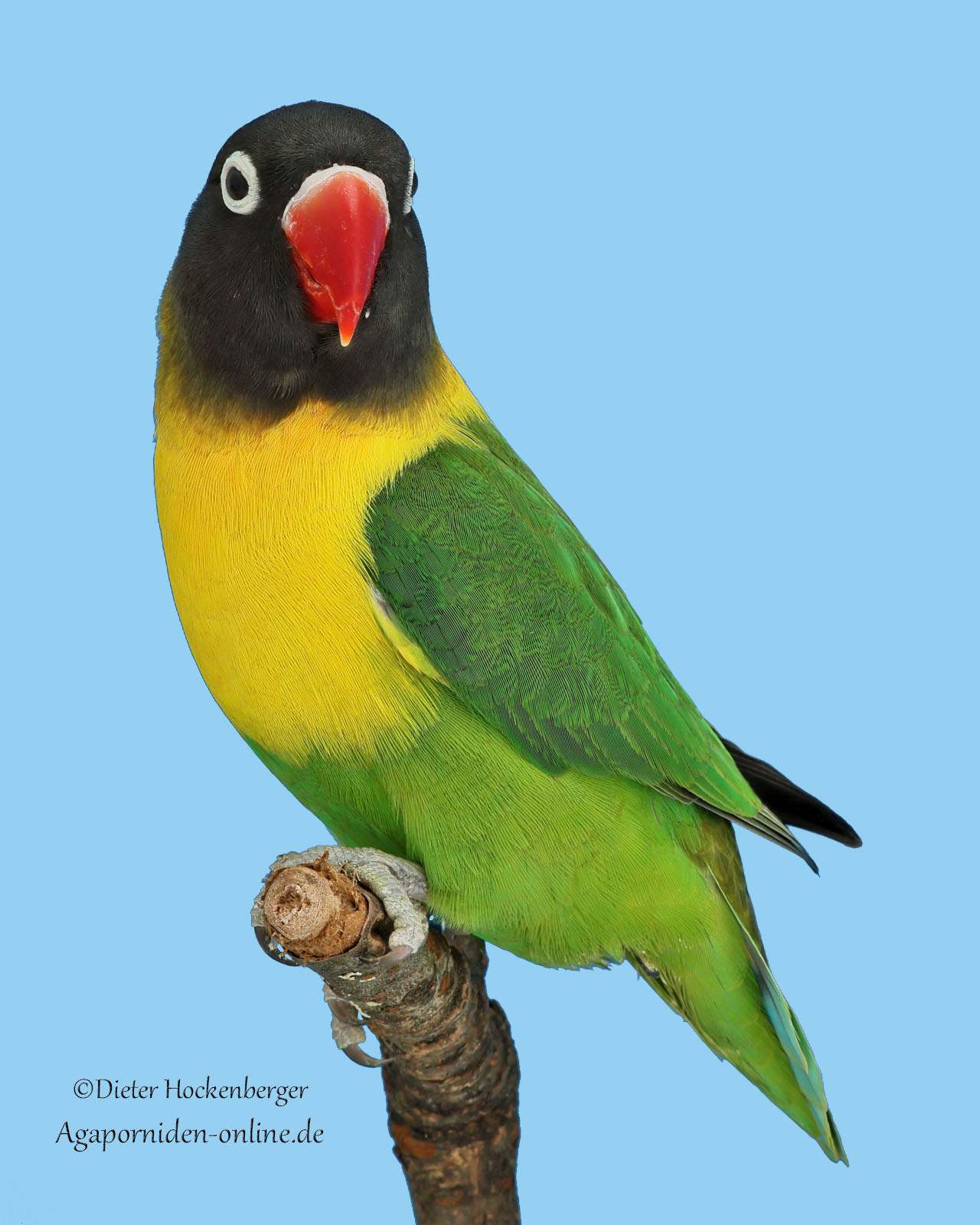 AGZ‑Europagruppensieger 2026: Agapornis personatus (Schwarzköpfchen)