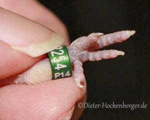 Bild-4 Beringen des Jungvogels im Alter von ca. 10-12 Tagen. Geschlossener AZ-Ring 4,5 mm Durchmesser