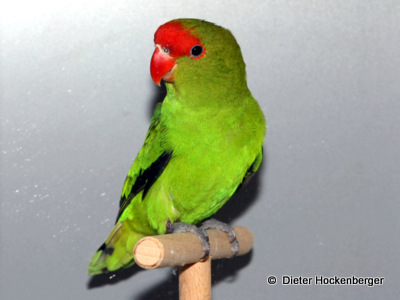 Bergpapagei (Agapornis taranta) Hahn