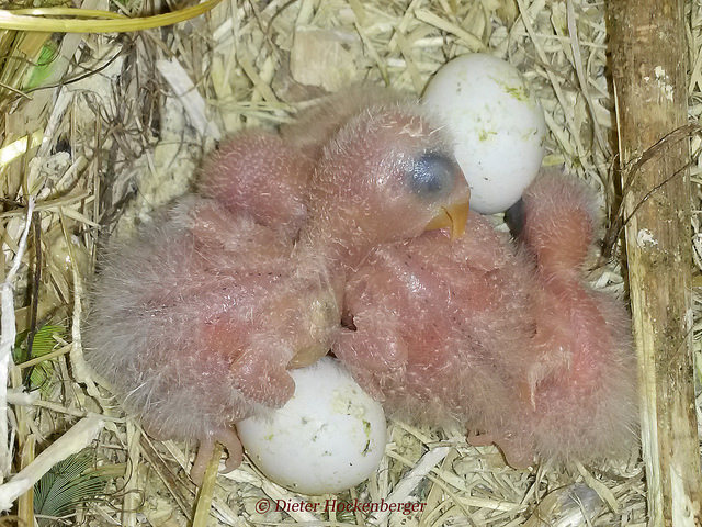 Bild 1 vom 18.04.2015 zeigt 4 Jungvögel. Ein Ei ist noch be