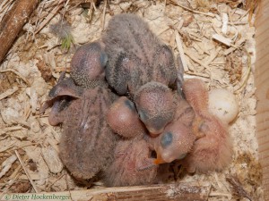 Entwicklung 5 junger Rußköpfchen, vom Schlupfen aus dem Ei bis zur Selbstständigkeit.