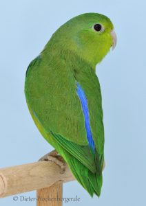 Blauflügel-Sperlingspapagei (Forpus crassirostris vividus)