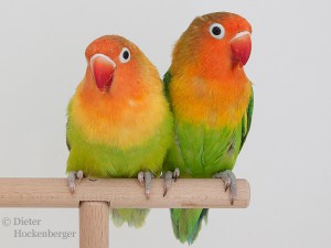 Pfirsichköpfchen-Unzertrennliche-Agapornis-fischeri. Pastellgrüne Henne und wildfarbiger Hahn vom Oktober 2015