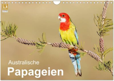 Australische Papageien (Wandkalender 2024 DIN A4 quer), CALVENDO Monatskalender