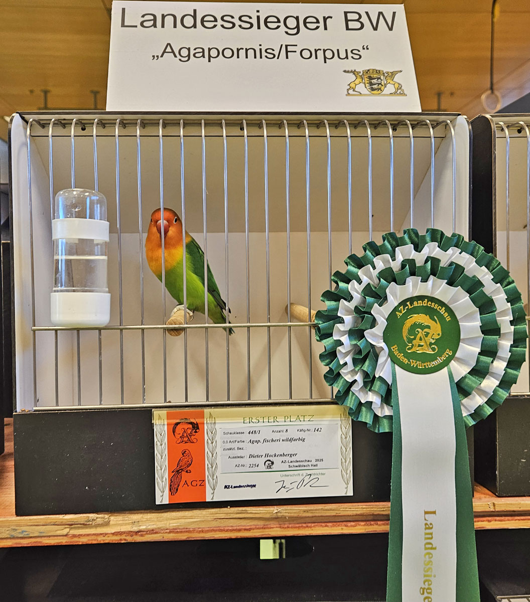 Pfirsichköpfchen im Ausstellungskäfig mit Rosette und Siegerkarte, Landessieger Baden-Württemberg in der Schauklasse Agapornis/Forpus, blickt in die Kamera.