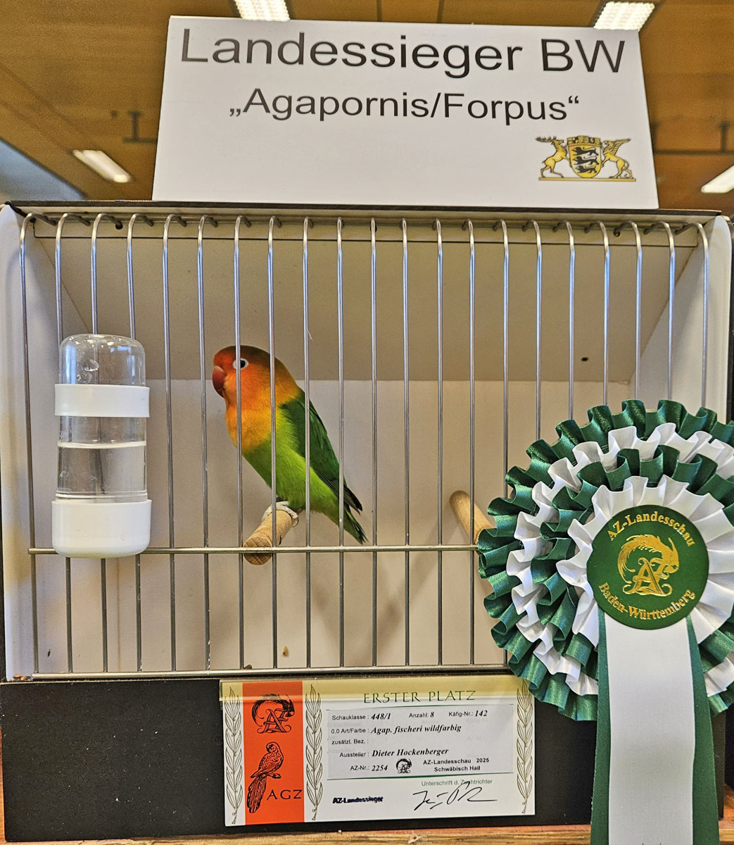 Pfirsichköpfchen in Seitenansicht im Ausstellungskäfig mit Rosette und Siegerkarte, Landessieger Baden-Württemberg in der Schauklasse Agapornis/Forpus.