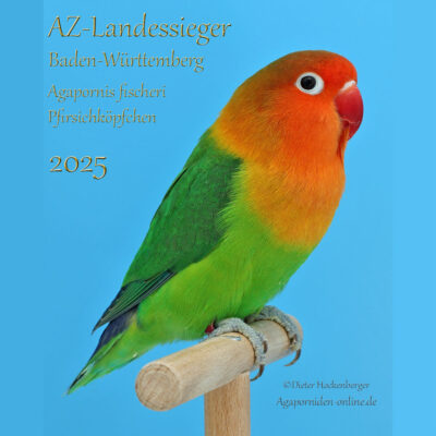 Pfirsichköpfchen auf einer Stange sitzend, mit leuchtend buntem Gefieder und einem klaren, blauen Hintergrund.
