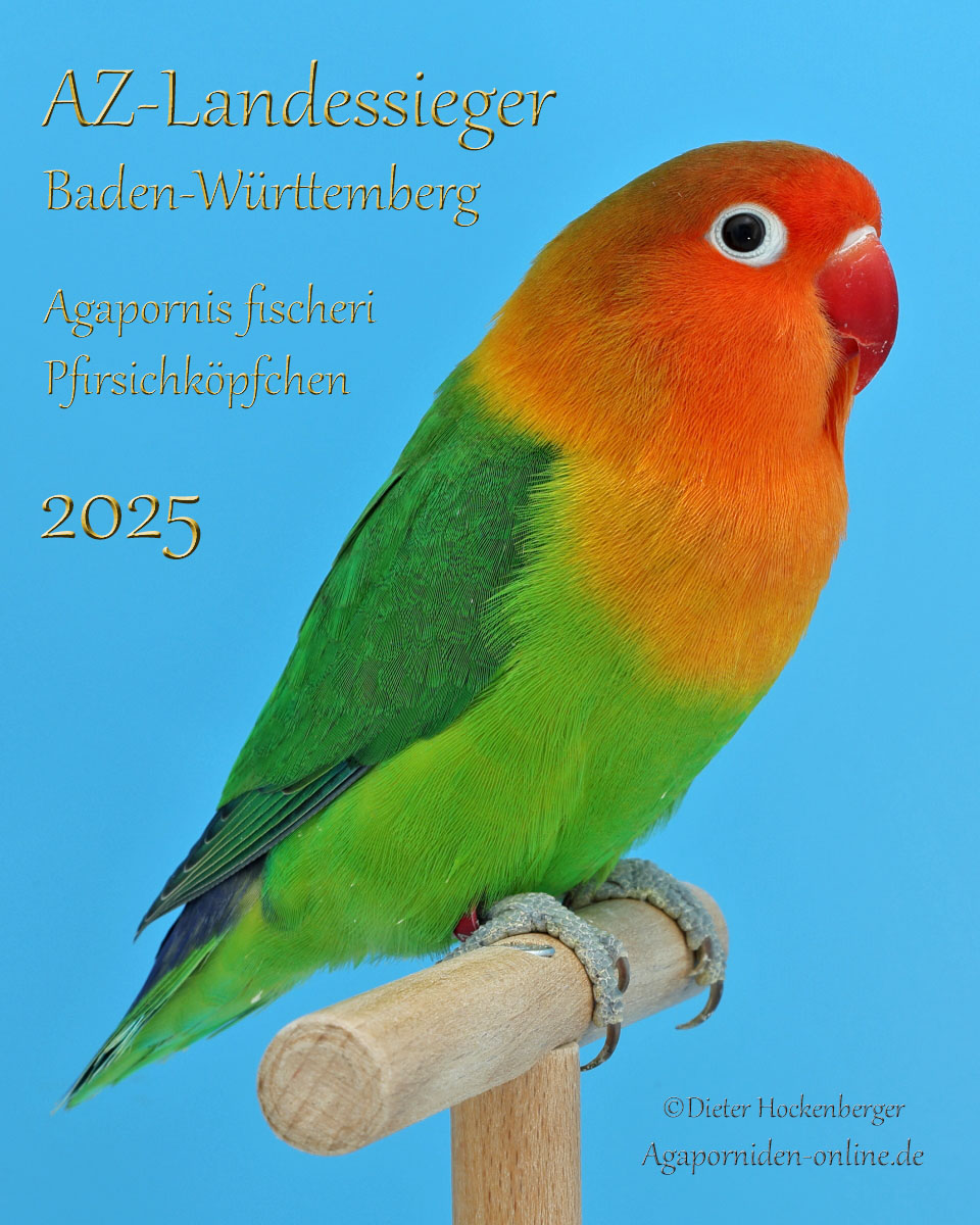 Pfirsichköpfchen auf einer Stange sitzend, vor blauem Hintergrund.