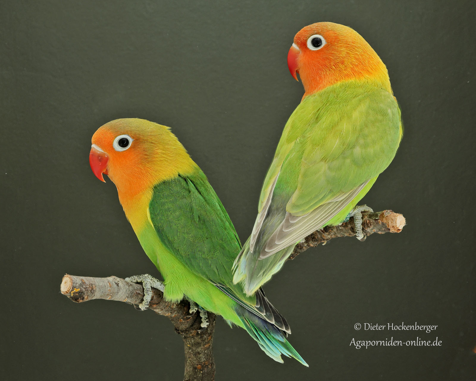 Abgabe Vögel – Verkauf