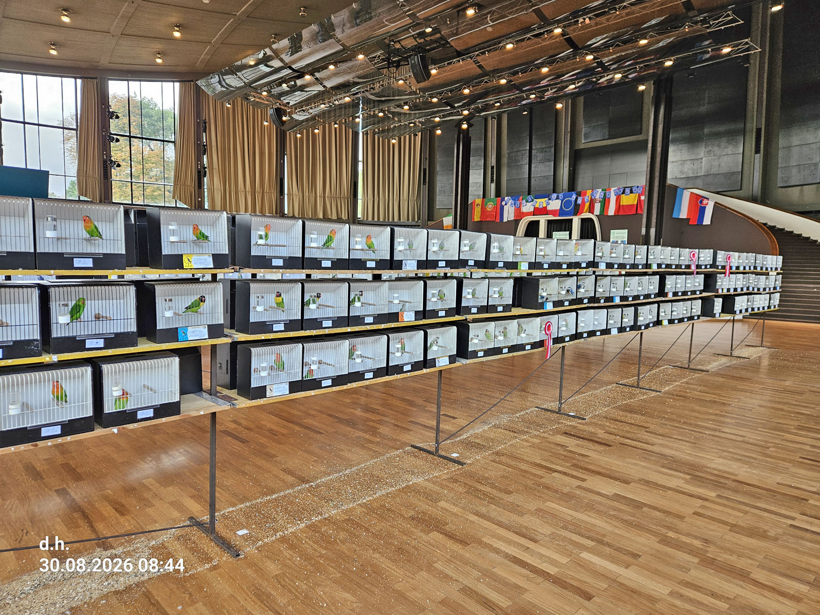 Ausgestellte Agaporniden auf dem AZ‑Europa‑Championat 2026 in der Schwarzwaldhalle Karlsruhe.