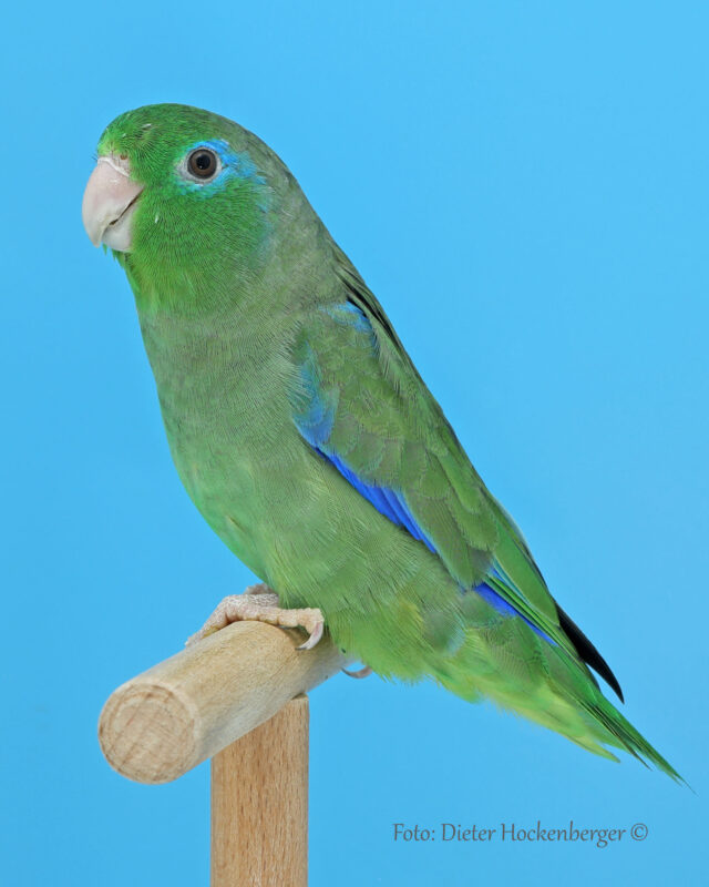 LGS-Sperlingspapagei: W. Ankele mit Augenring Sperlingspapagei wildfarbig