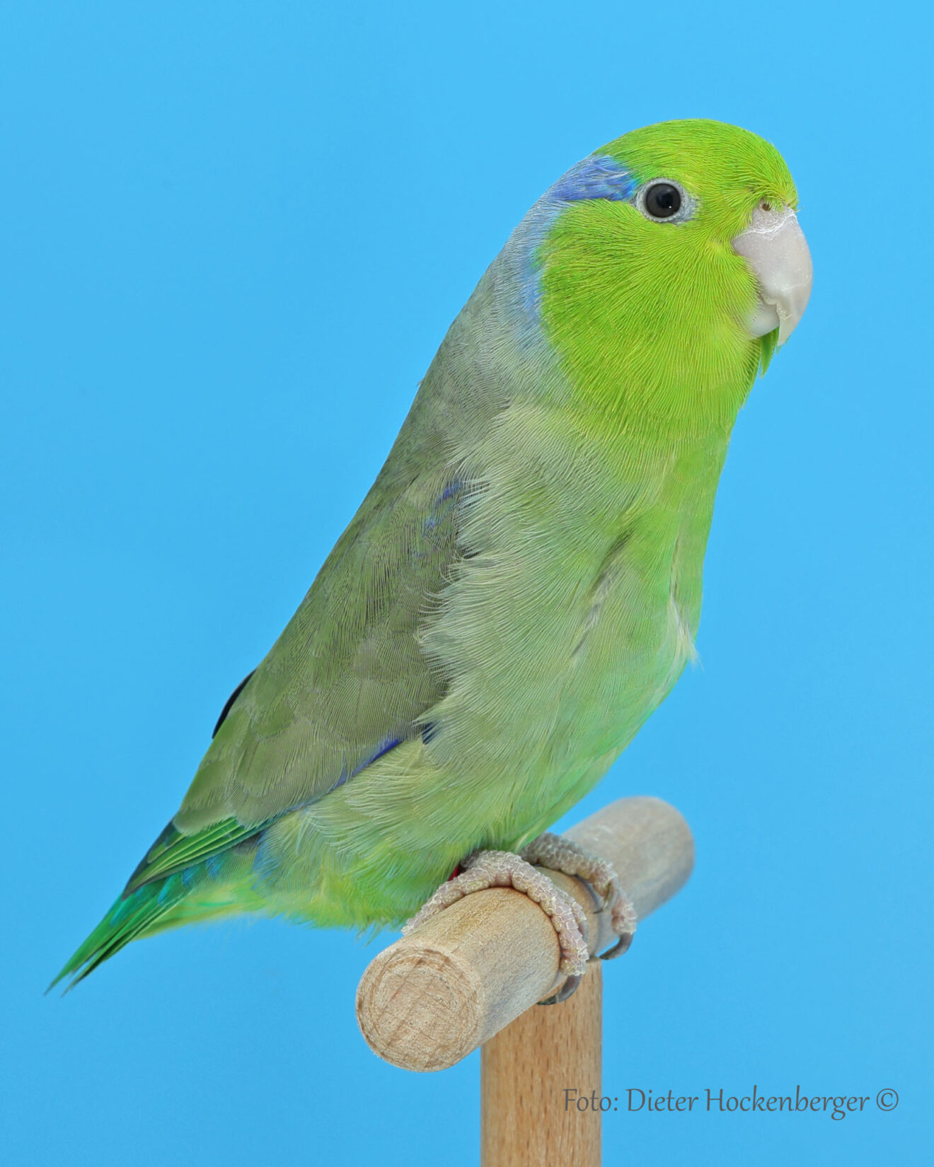 LGS-Blaugenick-Sperlingspapagei: W. Ankele mit Blaugenick-Sperlingspapagei wildfarbig