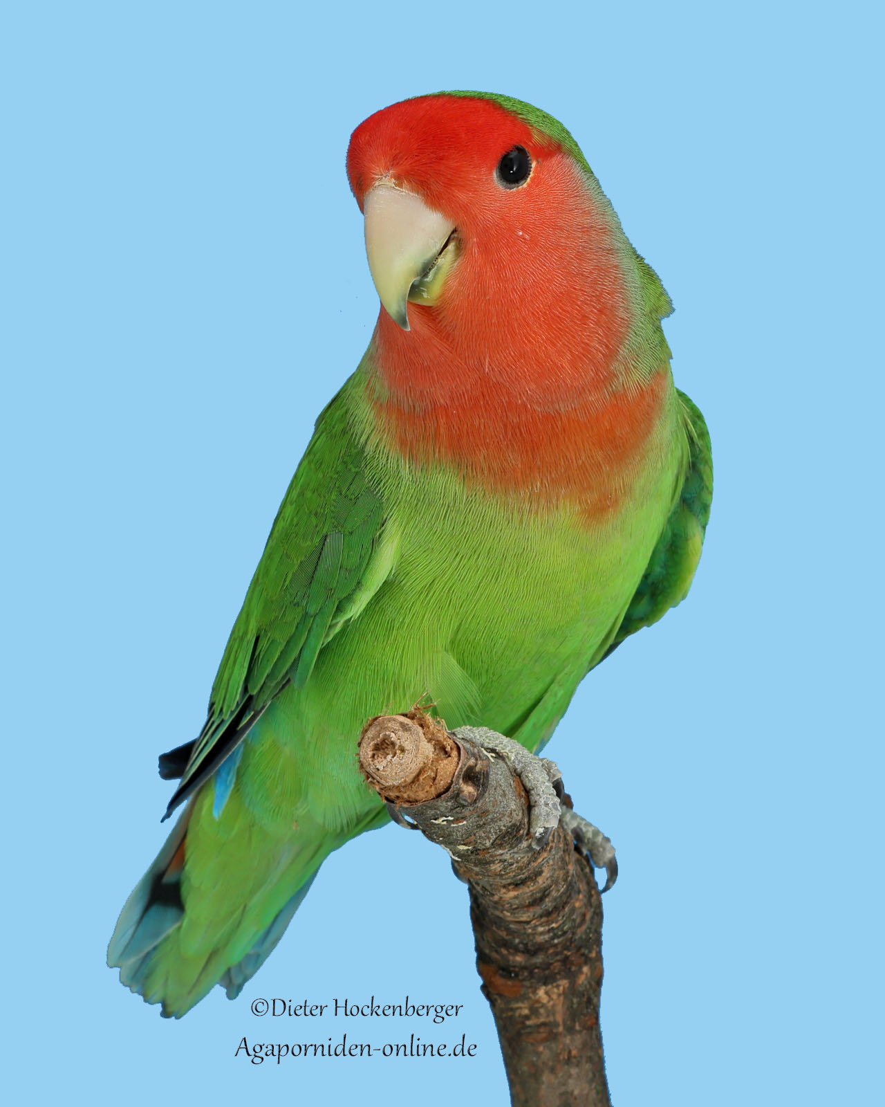 AGZ‑Europagruppensieger 2026: Agapornis roseicollis (Rosenköpfchen)