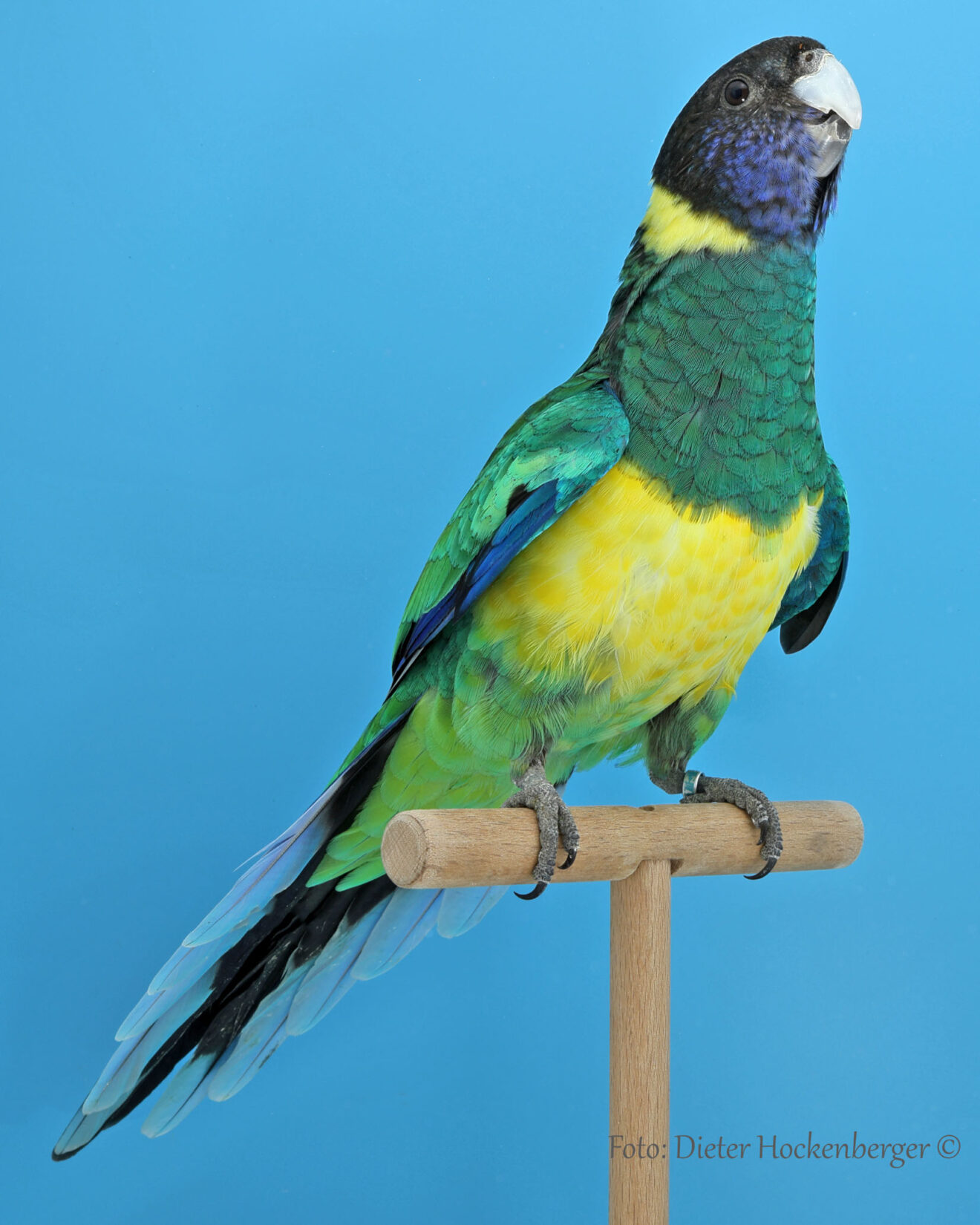 LGS-Sonstige australische Sittiche- Rudi Herzig mit Bauersringsittich wildfarbig